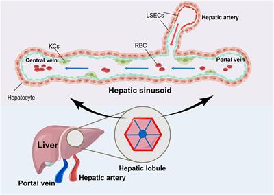 The role and mechanisms of macrophage polarization and hepatocyte pyroptosis in acute liver failure